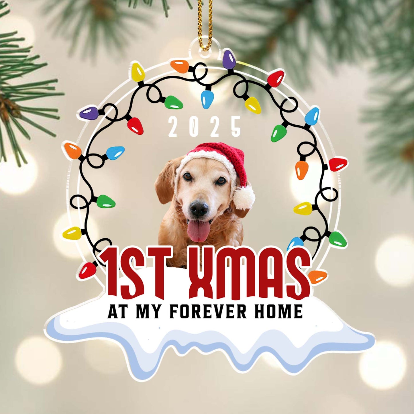 1st Xmas At My Forever Home, Christmas Lights And Dog