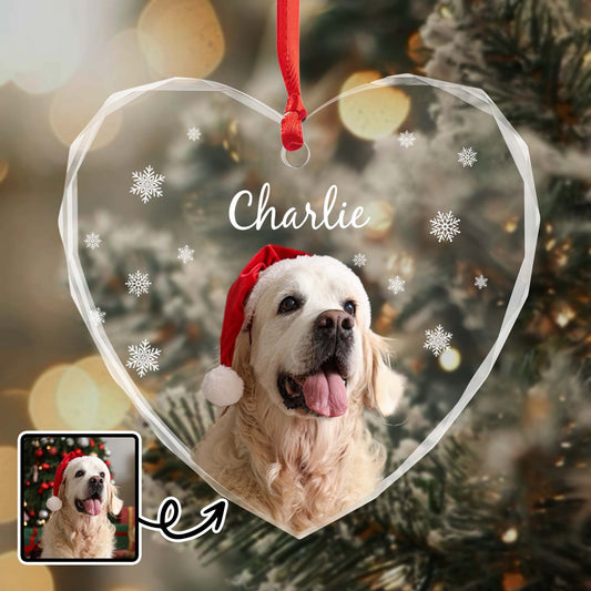 Capture Special Moments With Your Beloved Pet