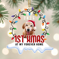 1st Xmas At My Forever Home, Christmas Lights And Dog