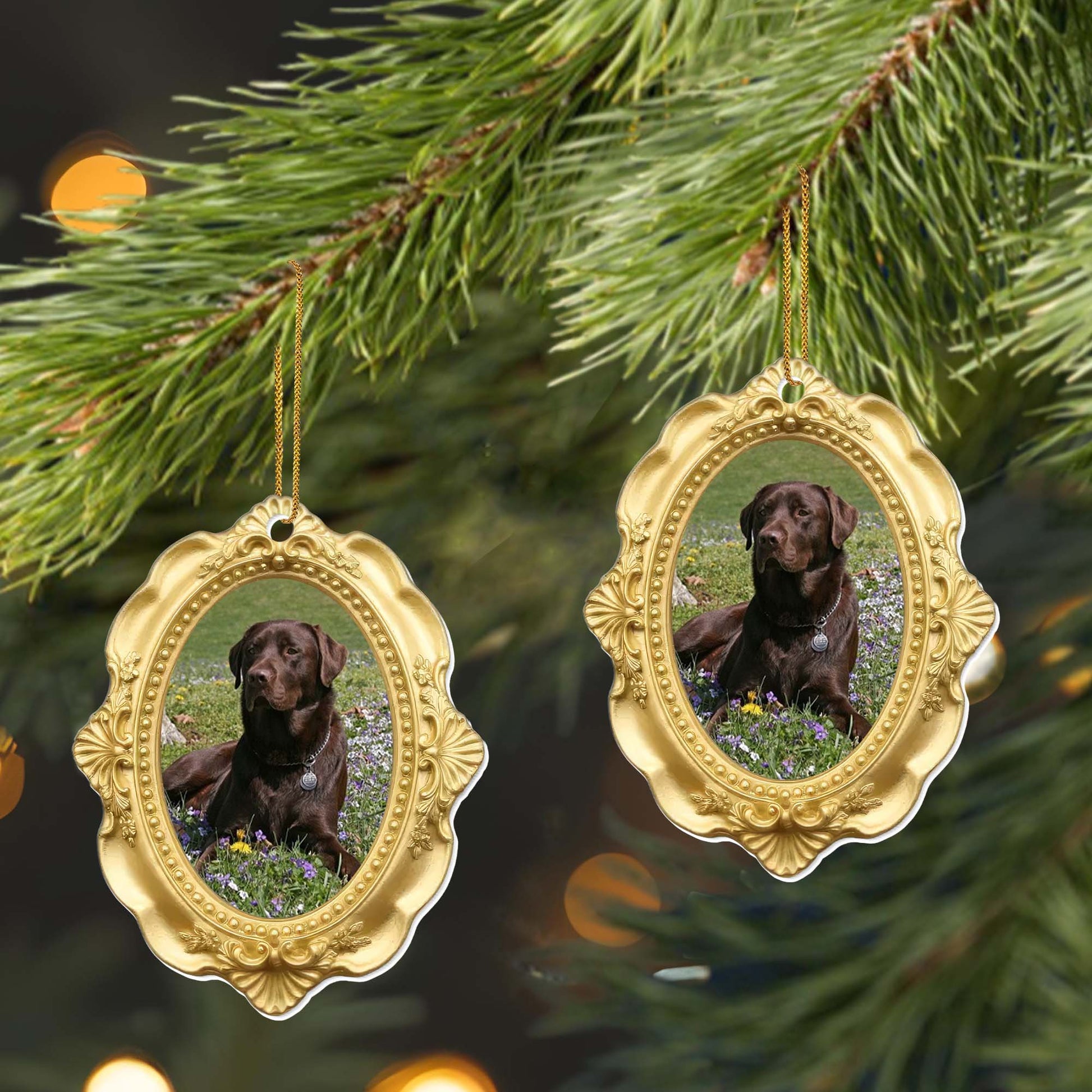 Cherished Moments With My Beloved Dog